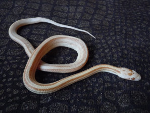 repstylin_captive_bred_designer_morph_pet_snakes_for_sale_online003001.jpg
