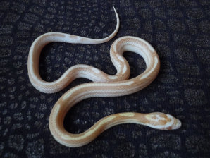 repstylin_captive_bred_designer_morph_pet_snakes_for_sale_online003002.jpg