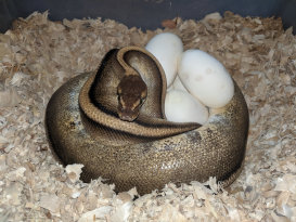 repstylin_captive_bred_designer_morph_pet_snakes_for_sale_online008002.jpg
